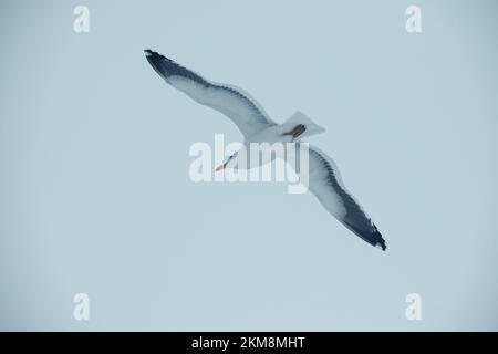 Eine Kelp Gull fliegt gegen einen bewölkten Himmel in der Antarktis. Stockfoto