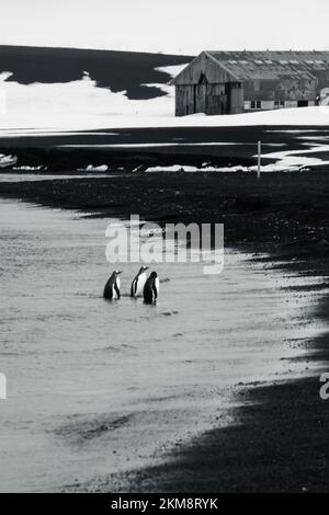 Drei Gentoo-Pinguine gehen aus dem Wasser auf die South Shetland Island in der Antarktis. Die vulkanische Insel der Täuschung mit schwarzen Stränden. Stockfoto