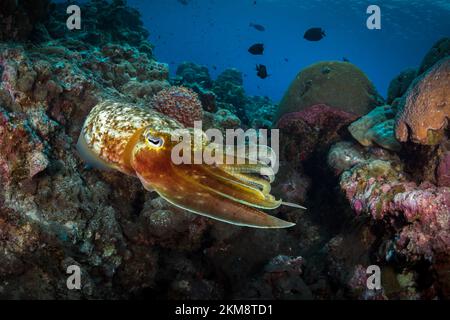 Wunderschöner Tintenfisch, der seine Haut am Korallenriff in Tarnung verwandelt Stockfoto