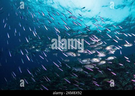 Tropische Fischschule über tropischem Korallenriff Stockfoto