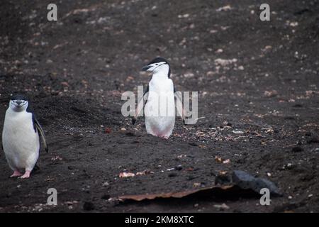 Zwei Kinnfalle-Pinguine auf der vulkanischen Insel Deception in den südlichen Shetlands in der Antarktis. Stockfoto