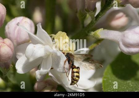 Krabbenspinne mit Wespe als Beute auf Apfelblüte Stockfoto