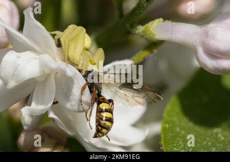 Krabbenspinne, die auf Apfelblüten sitzt, mit einer Wespe als Beute Stockfoto