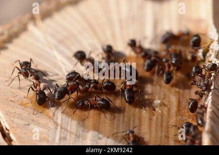 Pferdeameisen, die sich von saft an einem gefällten Baum ernähren Stockfoto