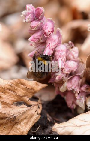 Bumble-Bee-Fütterung von Lathraea squamaria, dem gewöhnlichen Zahnkraut Stockfoto