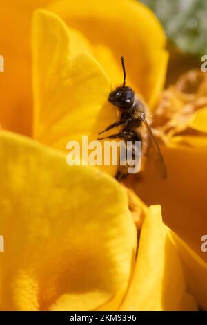 Kleine Wildbiene auf Krokusblume Stockfoto