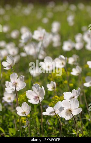 Großer Schneeglöckenstand (Anemone sylvestris) in Bayern im Frühjahr Stockfoto