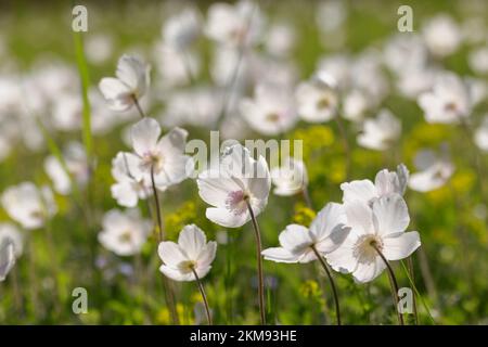 Großer Schneeglöckenstand (Anemone sylvestris) in Bayern im Frühjahr Stockfoto