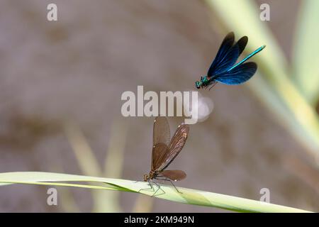 Calopteryx virgo, die schöne demoiselle-Jungfrau Stockfoto