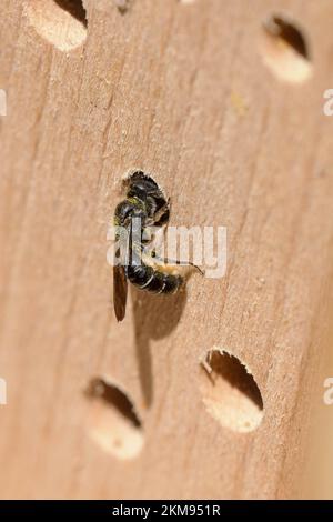 Kleine Wildbiene (Heriaden) in einem Nest Stockfoto