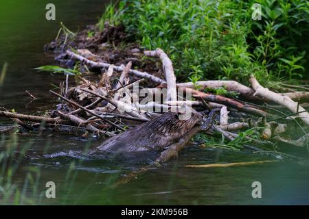 Ein wilder Biber in einem Bach in Frankonia, der einen Damm baut Stockfoto