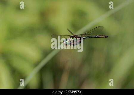 Brillante Smaragd-Libelle schwebt über einem See in Bayern Stockfoto