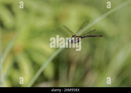 Brillante Smaragd-Libelle schwebt über einem See in Bayern Stockfoto