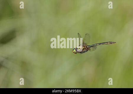 Brillante Smaragd-Libelle schwebt über einem See in Bayern Stockfoto