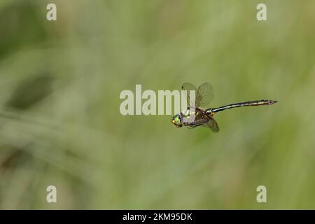 Brillante Smaragd-Libelle schwebt über einem See in Bayern Stockfoto