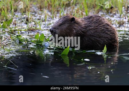 Europäischer Biber isst Weidenzweig. Wildes Tier in einem Bach in Frankonia Stockfoto