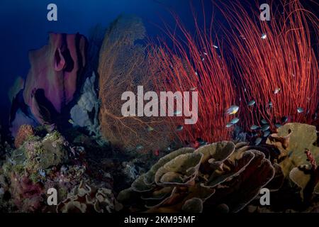 Großer Gorgonian Sea Fan auf gesundem Korallenriff Stockfoto