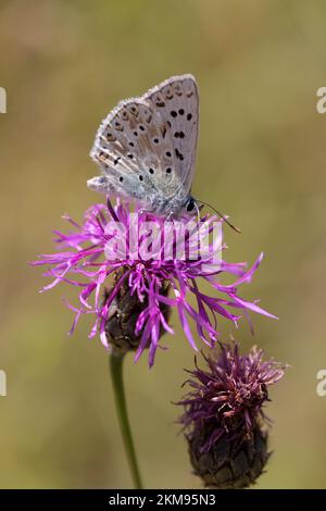 Europäischer Blauer Schmetterling (Polyommatus icarus) auf Knapweed (Centaurea scabiosa) Stockfoto