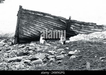 Kinnfalle-Pinguin, der neben einem alten Walfangboot steht. Auf der Täuschungsinsel im Frühling in der Antarktis. Stockfoto