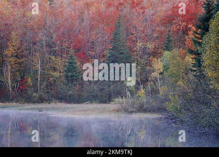 Der frühmorgendliche Nebel steigt aus dem Teich, Dixville Notch State Park, New Hampshire Stockfoto