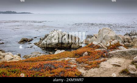 Wunderschöner Blick auf das Meer, entlang der 17 Meilen Fahrt an der Westküste in kalifornien, mit hottentot Feigen und Felsen mit Pelikanen im Meer im Vordergrund Stockfoto