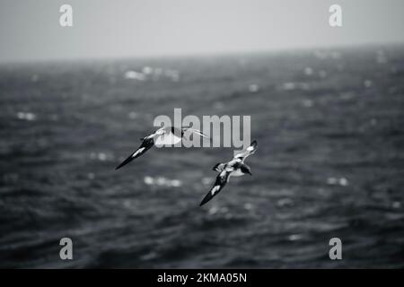 Cape Petrel Vogel, der auf den Strömungen des südlichen Ozeans aufsteigt. Stockfoto