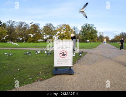 London, Großbritannien. 26.. November 2022 Ein Besucher füttert die Vögel neben einem Schild mit der Aufschrift „Bitte füttern Sie die Vögel nicht“, das vor einem Ausbruch der Vogelgrippe am Round Pond in Kensington Gardens warnt. Trotz der auffälligen Anzeichen füttern die Menschen die Vögel weiter, was sie ermutigt, sich zu gruppieren, was die Wahrscheinlichkeit der Ausbreitung des Virus erhöht. Kredit: Vuk Valcic/Alamy Live News Stockfoto