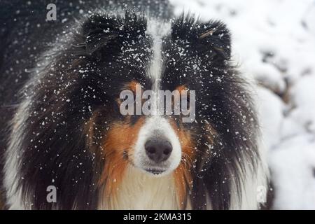 Wunderschöner Shetland Sheepdog (Sheltie) im Schneefall bedeckt mit Schneeflocken und Blick in die Kamera. Dreifarbig, männlicher Erwachsener. Stockfoto
