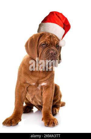 Welpe Bordeaux Mastiff vor weißem Hintergrund Stockfoto