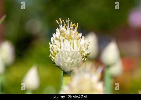 Knoblauchblüte im Sommer, Saatgut für eine neue Knoblauchernte Stockfoto
