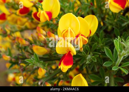 Leuchtende schottische Besen in Bloom in Ushuaia, Argentinien. In voller Blüte mit kräftigen Gelb- und Rottönen. Stockfoto