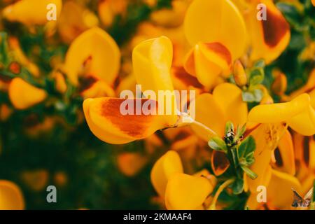 Leuchtende schottische Besen in Bloom in Ushuaia, Argentinien. In voller Blüte mit kräftigen Gelb- und Rottönen. Stockfoto