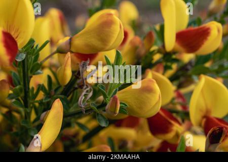 Leuchtende schottische Besen in Bloom in Ushuaia, Argentinien. In voller Blüte mit kräftigen Gelb- und Rottönen. Stockfoto