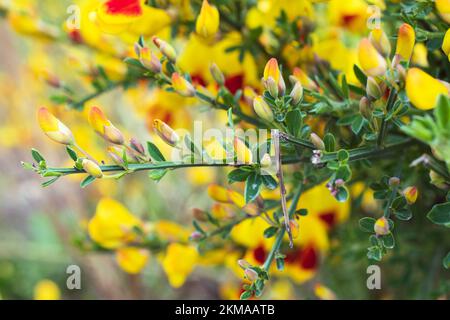 Leuchtende schottische Besen in Bloom in Ushuaia, Argentinien. In voller Blüte mit kräftigen Gelb- und Rottönen. Stockfoto