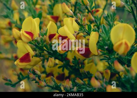 Leuchtende schottische Besen in Bloom in Ushuaia, Argentinien. In voller Blüte mit kräftigen Gelb- und Rottönen. Stockfoto