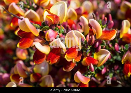 Leuchtende schottische Besen in Bloom in Ushuaia, Argentinien. In voller Blüte an einem frühen Frühlingstag. Stockfoto