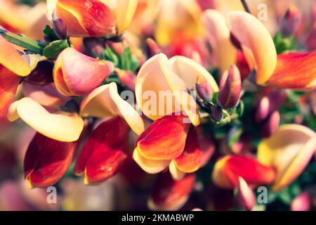 Leuchtende schottische Besen in Bloom in Ushuaia, Argentinien. In voller Blüte an einem frühen Frühlingstag. Stockfoto