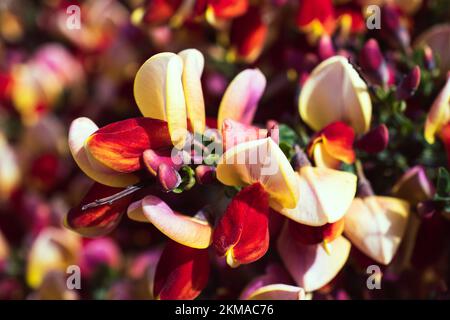 Leuchtende schottische Besen in Bloom in Ushuaia, Argentinien. In voller Blüte an einem frühen Frühlingstag. Stockfoto