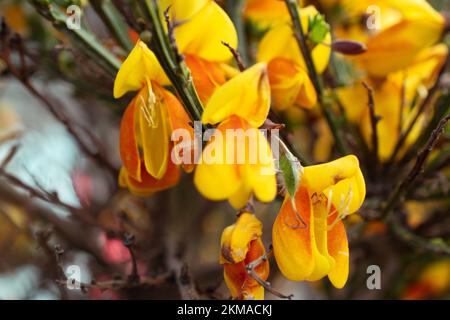 Leuchtende schottische Besen in Bloom in Ushuaia, Argentinien. In voller Blüte mit kräftigen Gelb- und Rottönen. Stockfoto