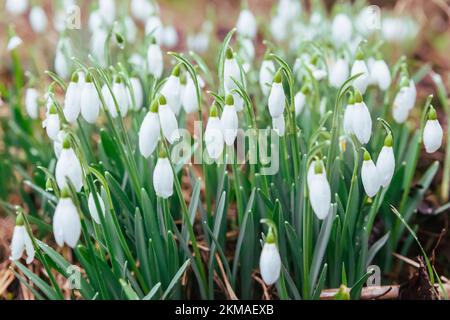 Schneeglöckchen auf der Wiese aus nächster Nähe. Pflanzenwelt Stockfoto