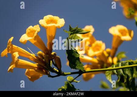 Trompetenrebe, Campsis radidicans „Flava“ Stockfoto