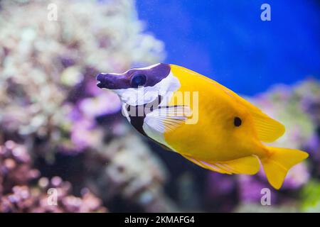 Schöne bunte Fische aus nächster Nähe. Unterwasserfoto Stockfoto