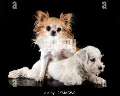 Welpe Miniatur Schnauzer und chihuahua vor schwarzem Hintergrund Stockfoto