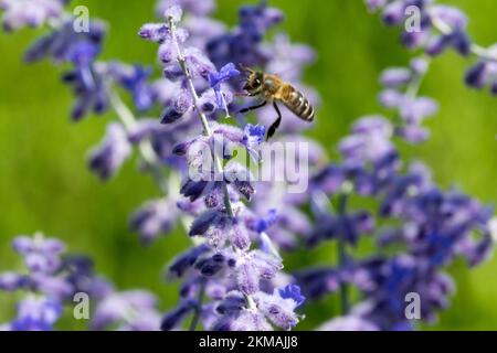 Europäische Honigbiene fliegt nach Perovskien 'Blue Spire', Salvia yangii, russischer Weiser, Nahaufnahme blühende bienenfreundliche Pflanzen Stockfoto