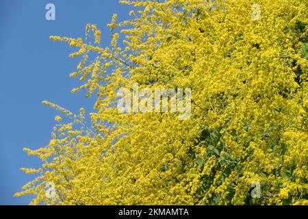 Stolz des indischen Baumes blühend, Koelreuteria paniculata, Goldenrain-Baum in voller Blüte gelber Baum Stockfoto