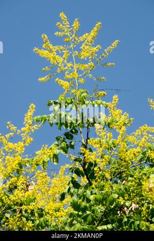 Goldenrain-Baum, Koelreuteria paniculata, Goldener Regenbaum, Koelreuteria, blühende Pflanze Stolz Indiens gelbe Blüten Stockfoto