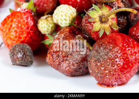 Reife rote Erdbeeren werden für die Herstellung von Desserts, rote Erdbeeren beim Kochen verwendet Stockfoto