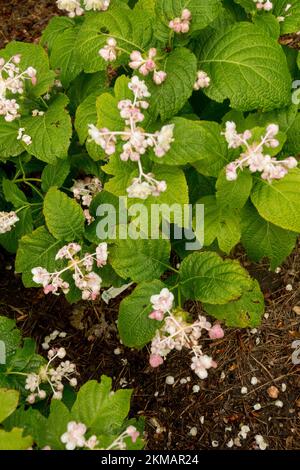 White, Flowers, Blooming, False Hydrangea, Deinanthe Bifida, Blätter, Pflanzen Stockfoto