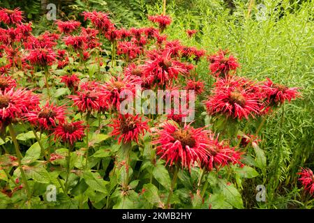 Monarda Cambridge Scarlet, Blumenköpfe in Garden Stockfoto