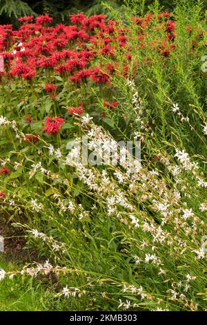 Monarda, Gaura, Weiß, Gemischt, Rot, Pflanzen, Garten, Grenze, Krautsalat, Blüten Stockfoto